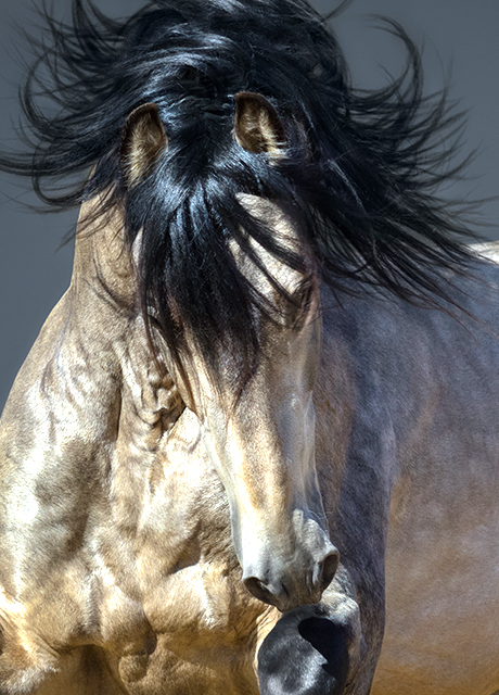 Healthy HairCare Shiny Coat Horse