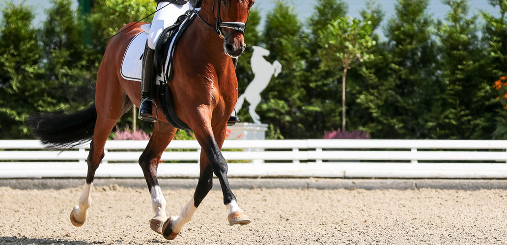 Trotting Horse Dressage