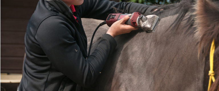 Clipping a Horse