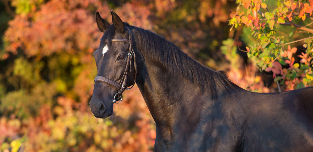 Fall Horse Prep for Winter