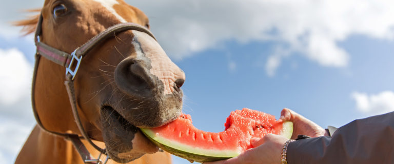 Horse Eating a Watermelon