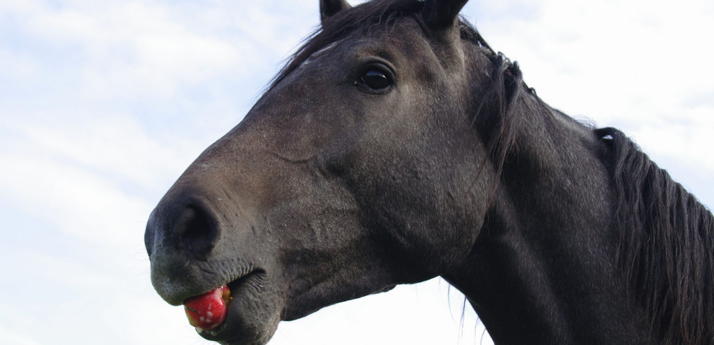 Horse Eating Apple
