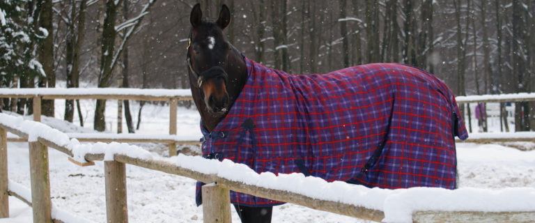 Horse in Warm Purple Blanket