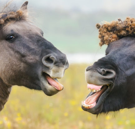 Horses with Burrs in their manes