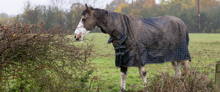Horse in Pasture With Blanket Rain Rot