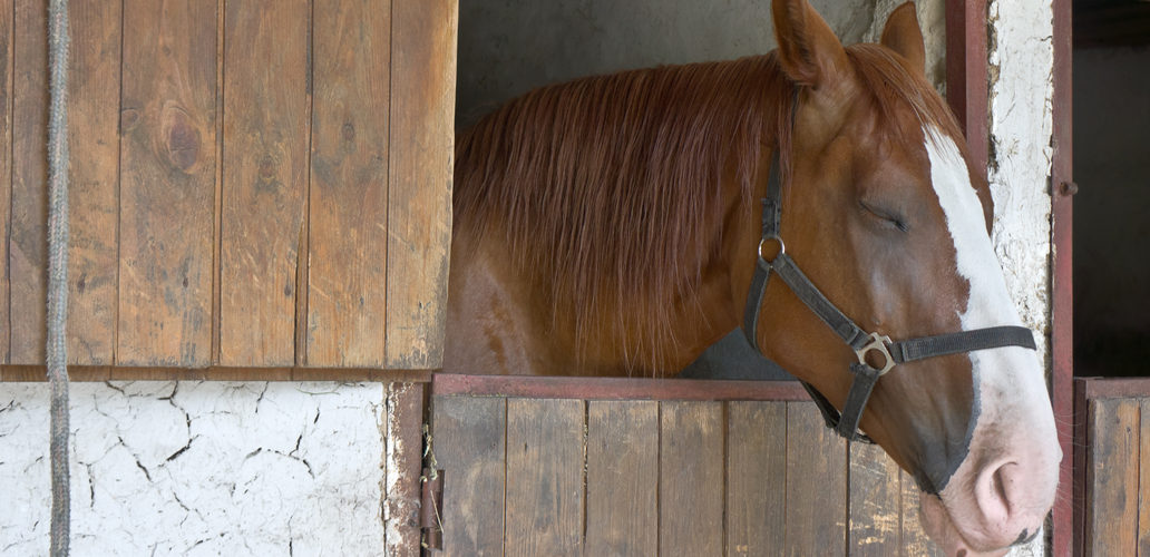 Bored Sleepy horse in stall