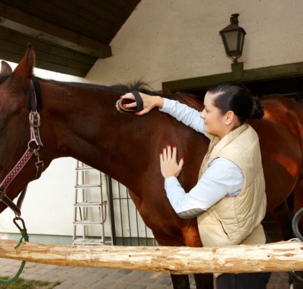 Woman brushing calm & relaxed horse