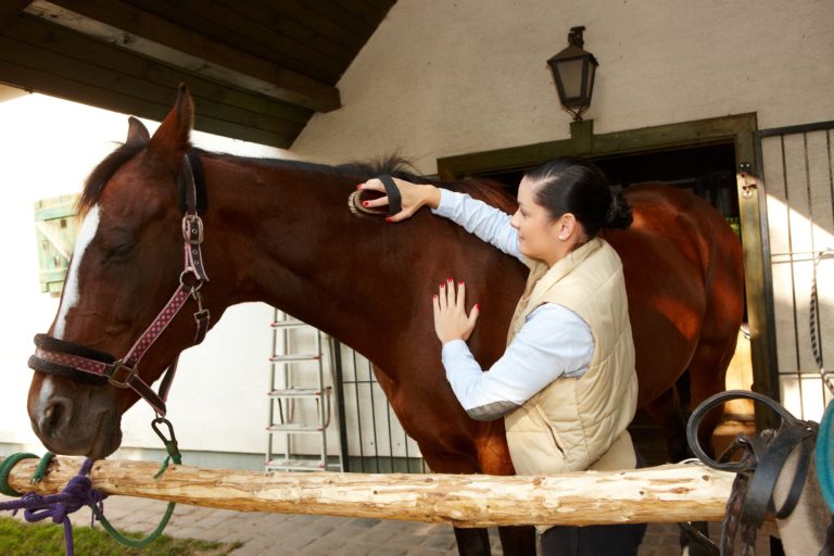Woman brushing calm & relaxed horse