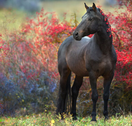 Dark Horse in Fall Foliage
