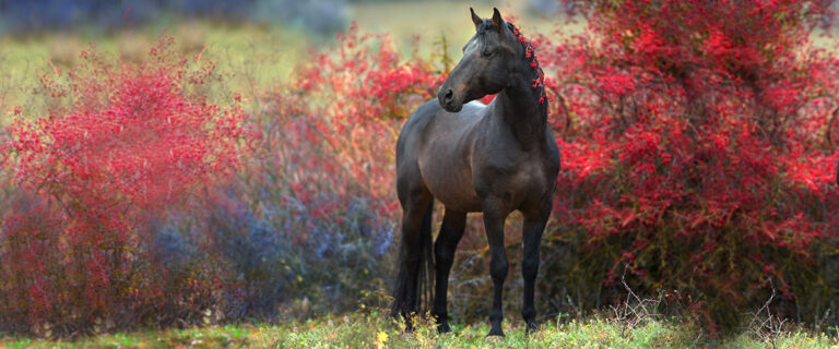 Dark Horse in Fall Foliage