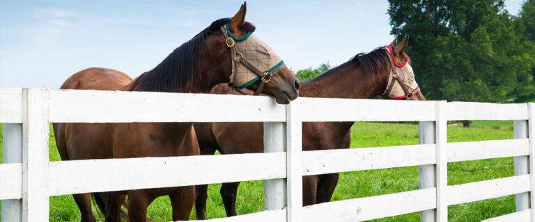 Dr. Groom Blog Ways to Keep Pests Away from Your Horses Header Image