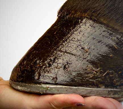 Summertime Hoof Care