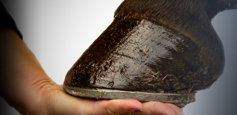 Summertime Hoof Care