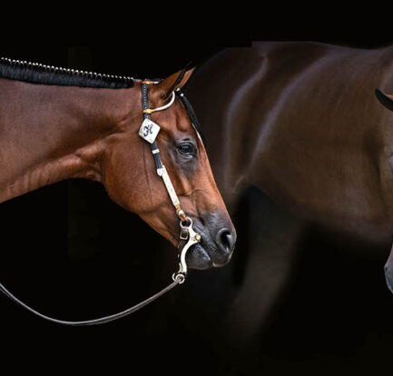 Show Grooming Images