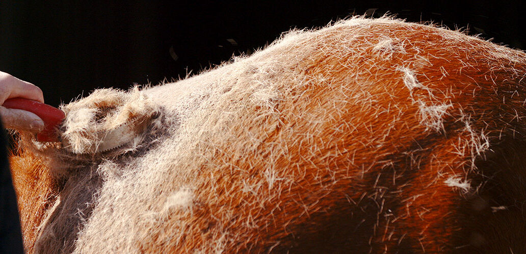Horse with a shedding coat being groomed