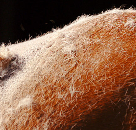 Horse with a shedding coat being groomed