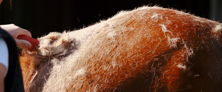 Horse with a shedding coat being groomed